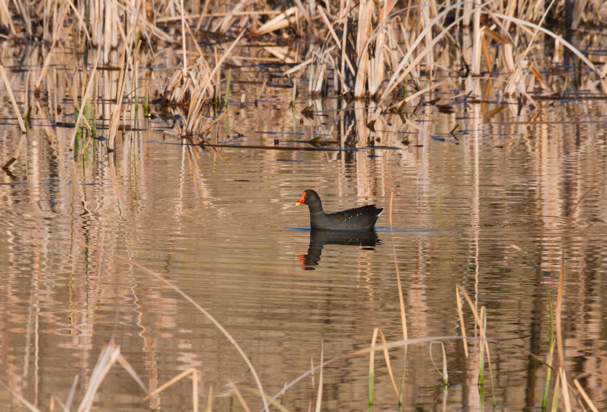 Dusky Moorhen - ML622155813