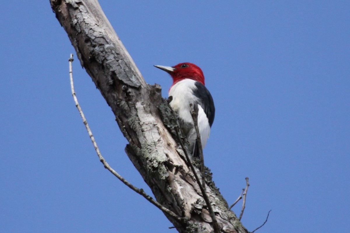 Red-headed Woodpecker - ML622155816