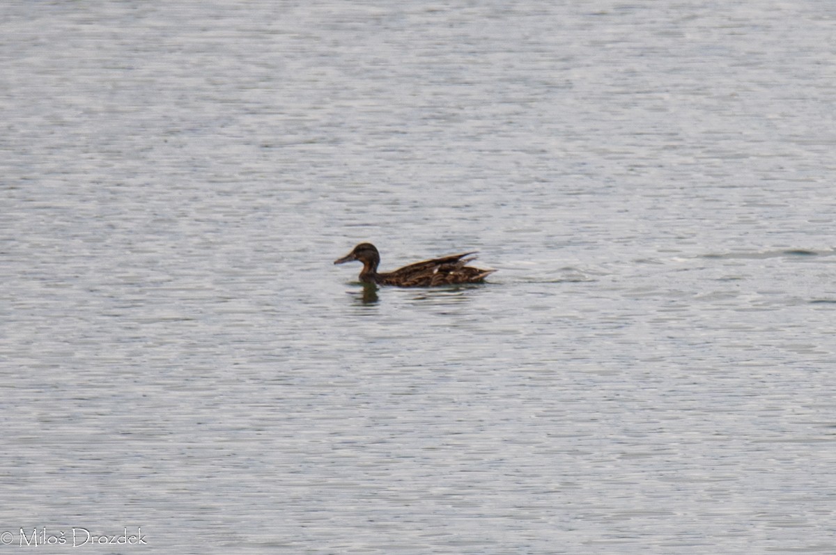 Green-winged Teal - Miloš Drozdek