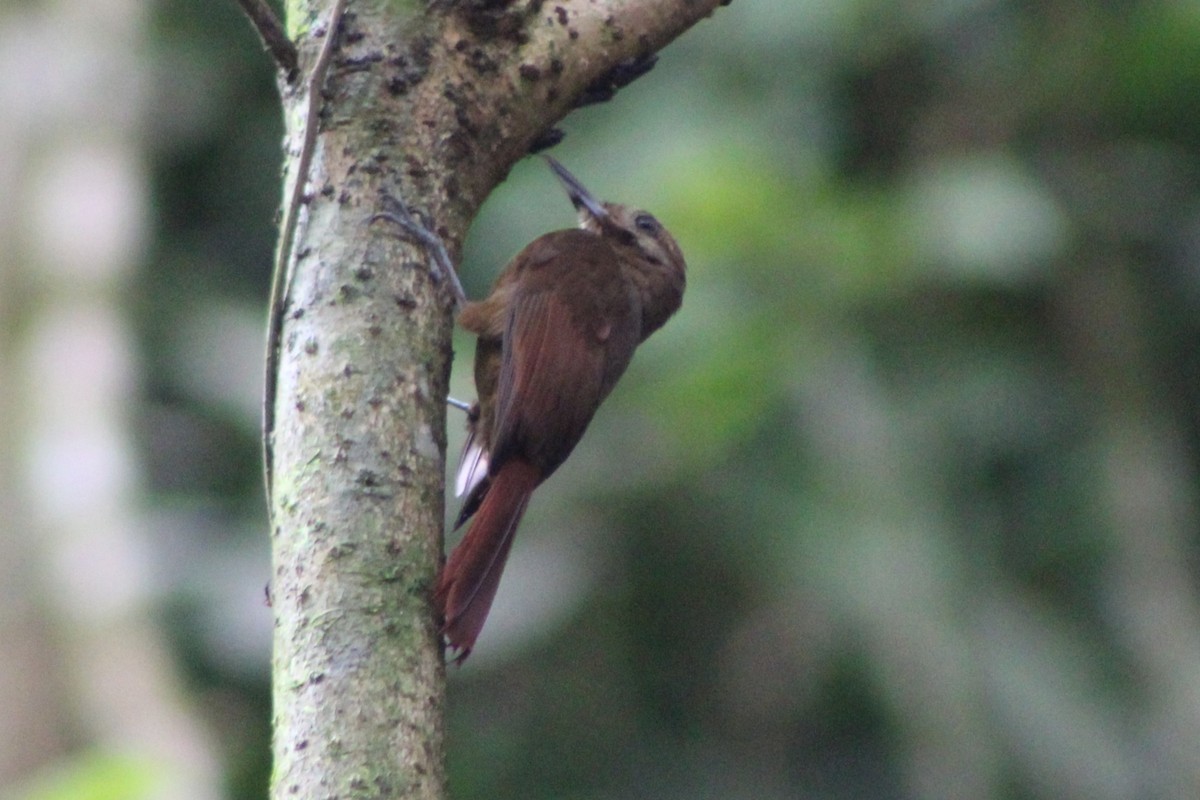 Plain-brown Woodcreeper (Plain-brown) - ML622155824