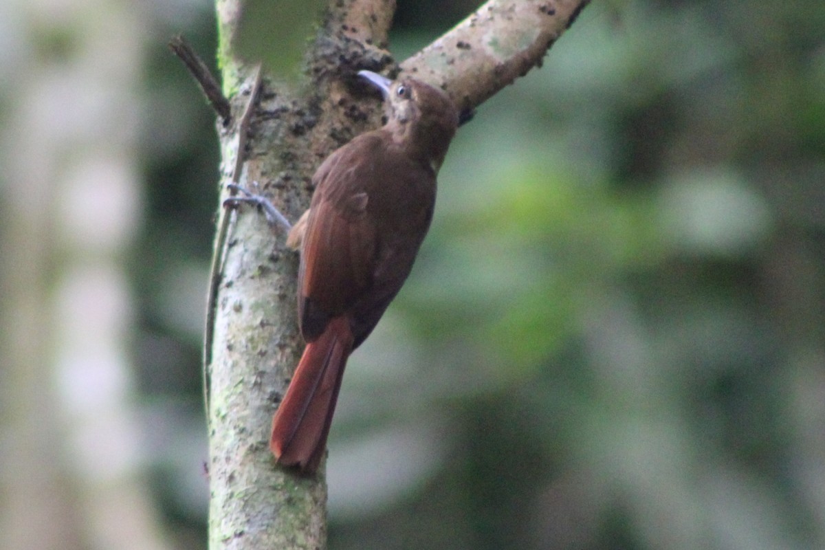 Plain-brown Woodcreeper (Plain-brown) - ML622155825