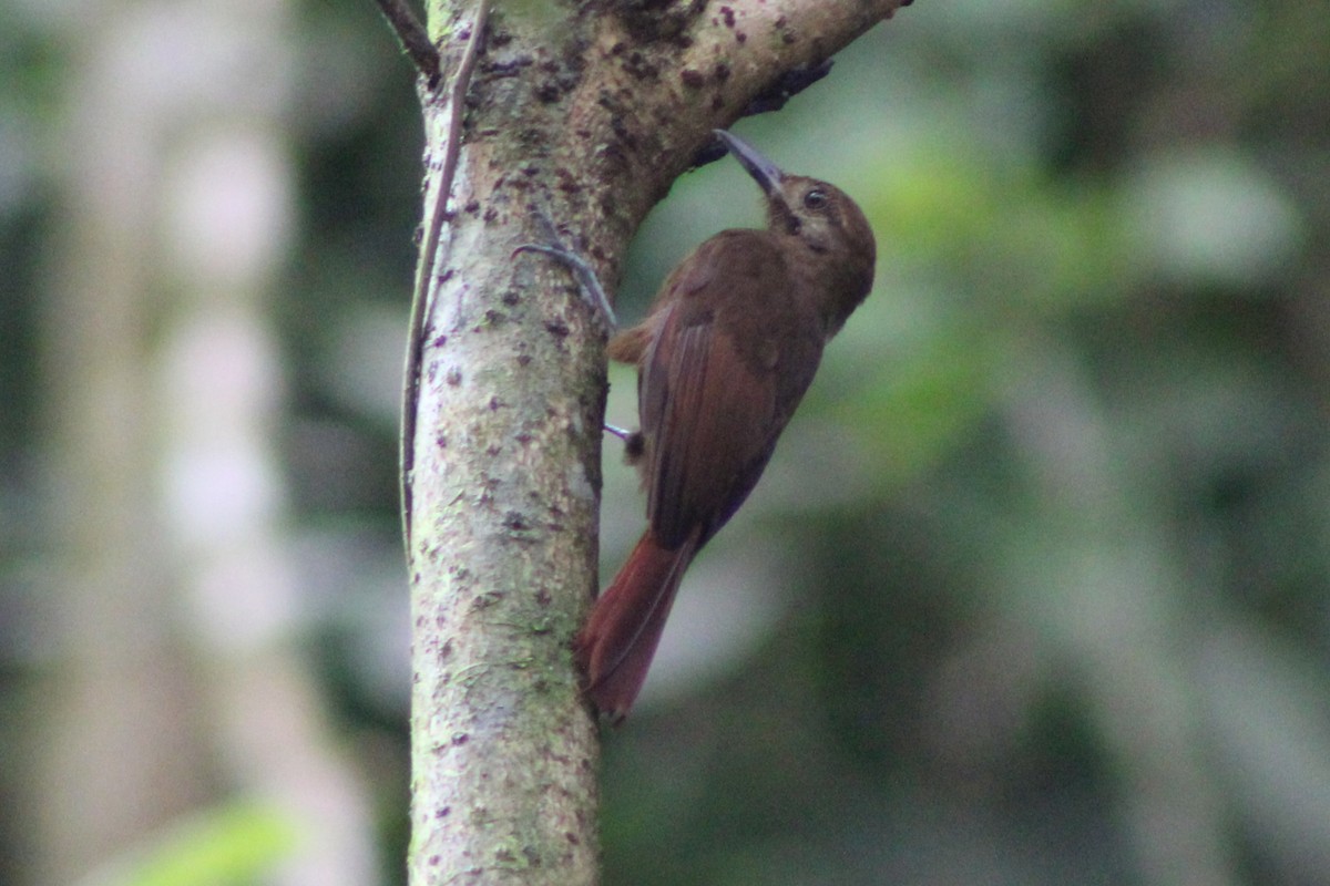 Plain-brown Woodcreeper (Plain-brown) - Tommy DeBardeleben