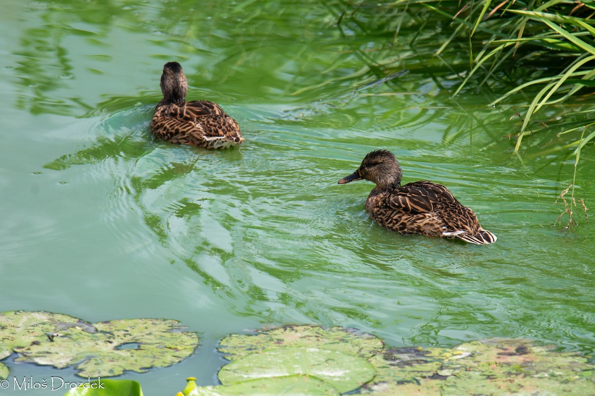 Mallard - Miloš Drozdek