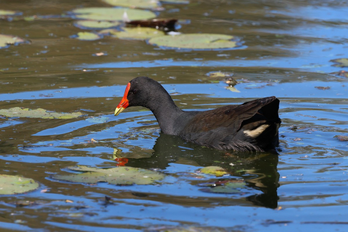 Dusky Moorhen - Dennis Devers