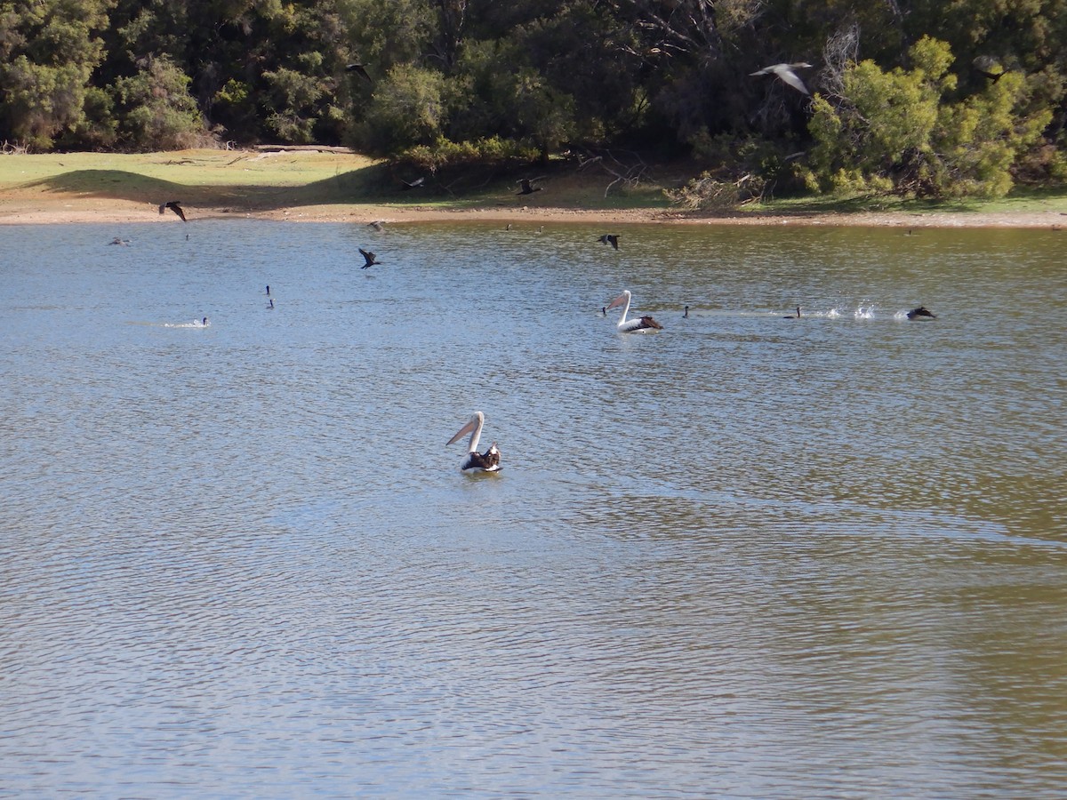 Australian Pelican - ML622155856