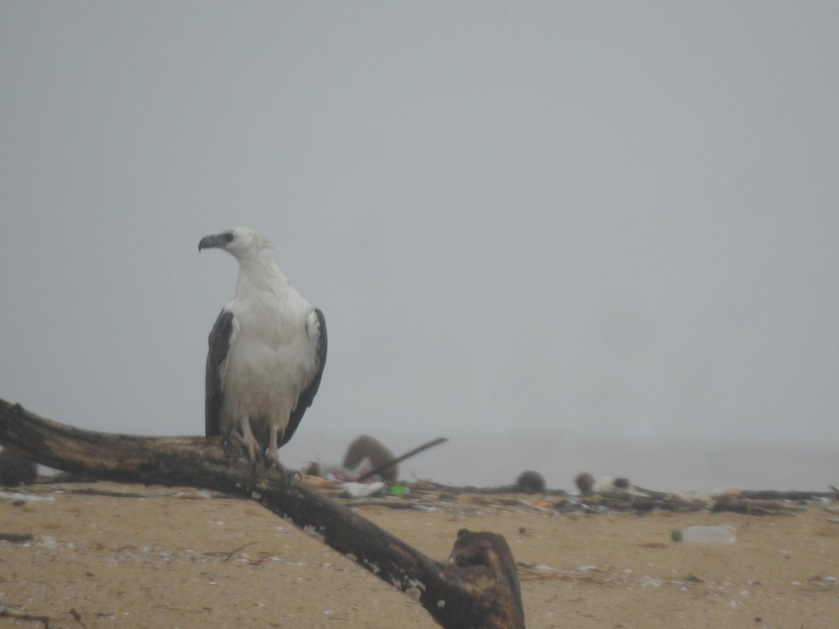 White-bellied Sea-Eagle - Karle Pranav