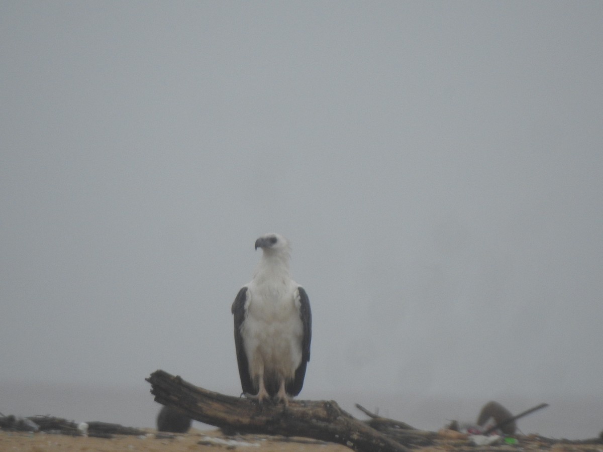 White-bellied Sea-Eagle - ML622155898