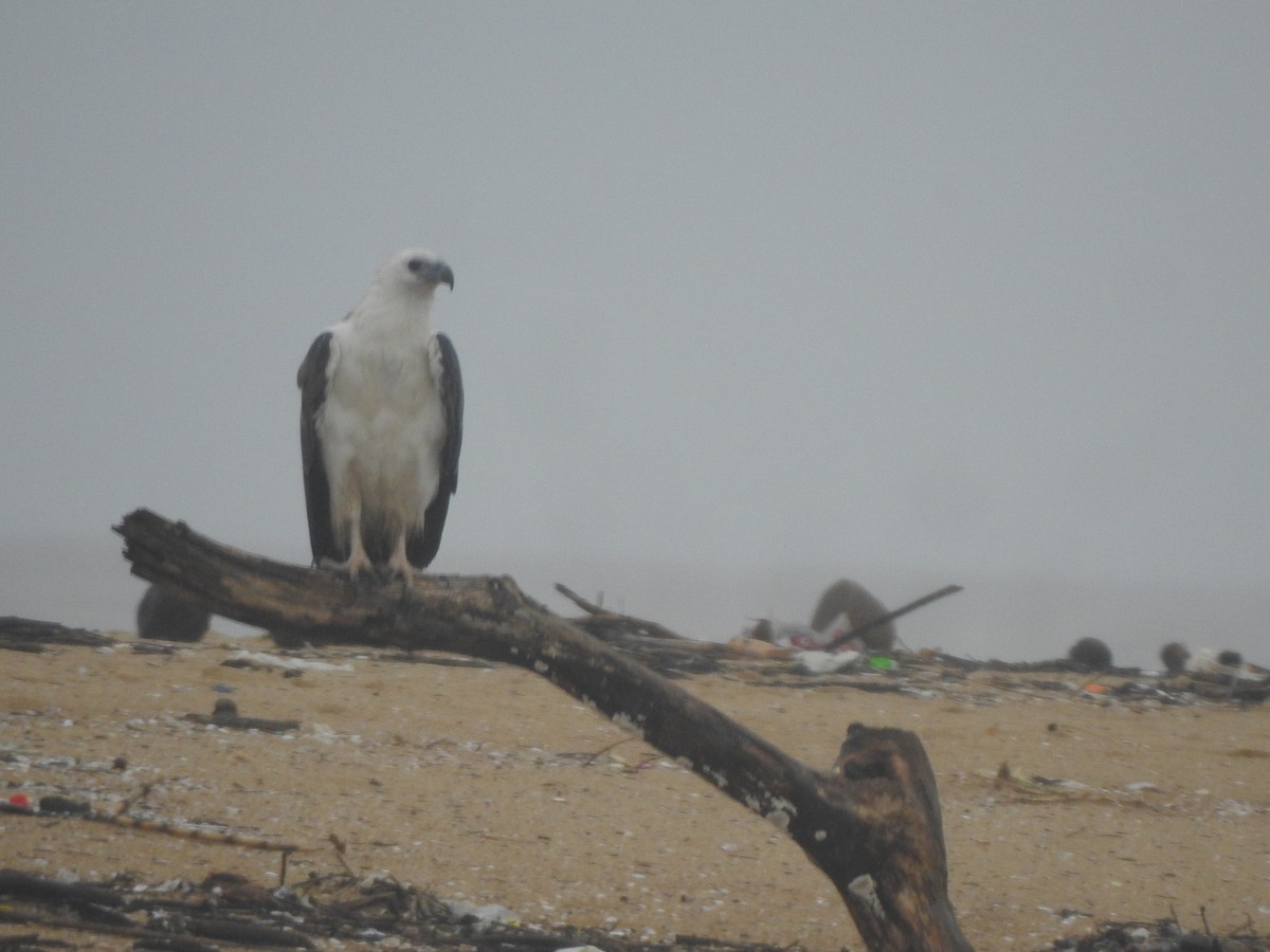 White-bellied Sea-Eagle - ML622155899