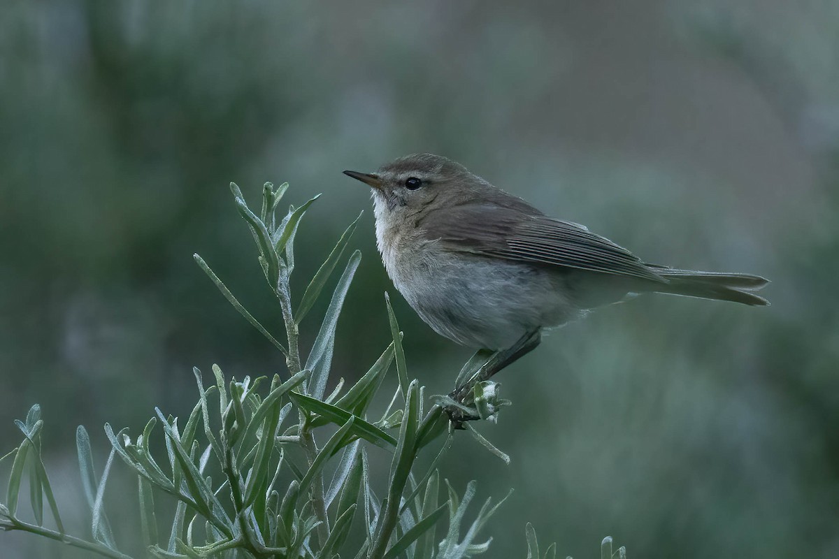 Mountain Chiffchaff - ML622155904