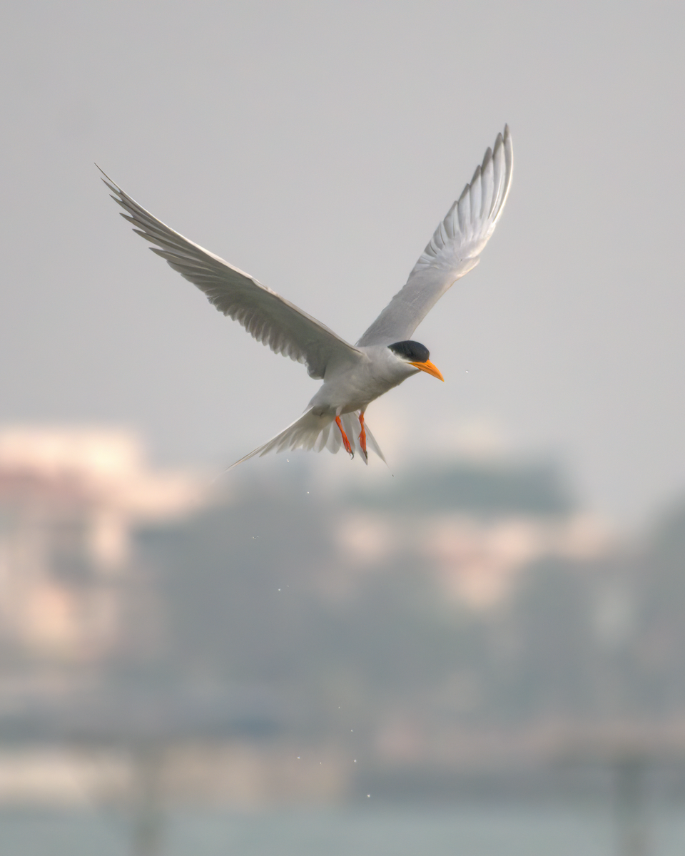 River Tern - ML622155905