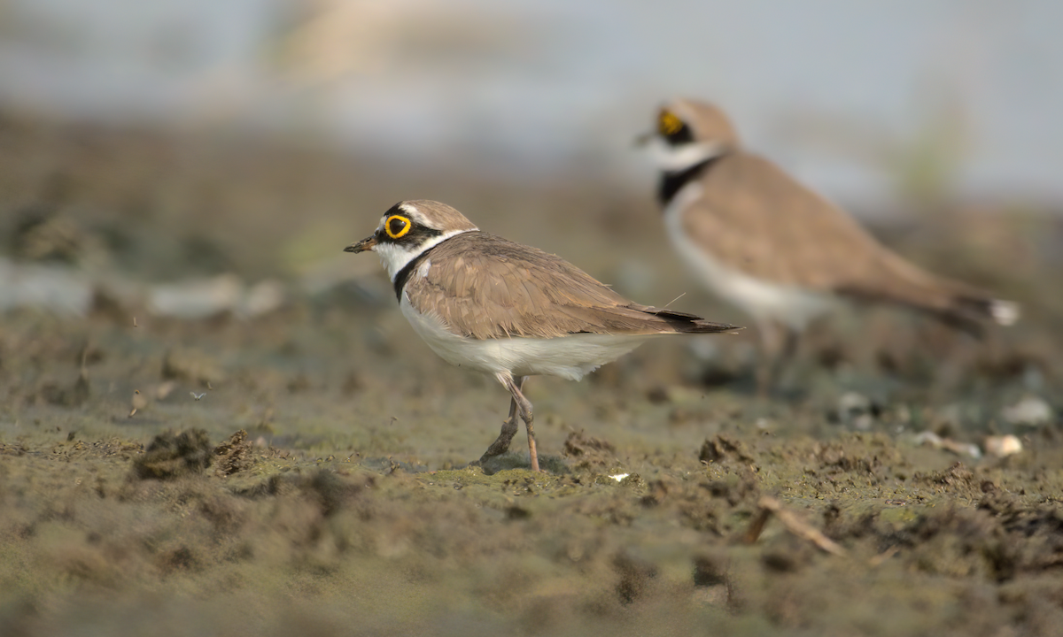 Little Ringed Plover - ML622155912