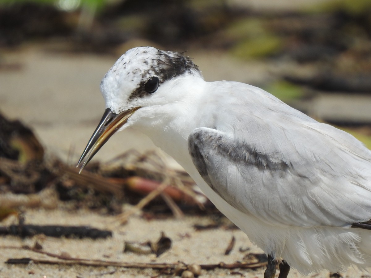 Saunders's Tern - ML622155919