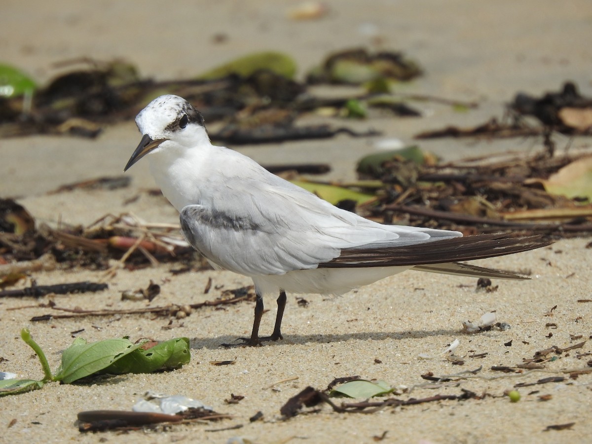 Saunders's Tern - ML622155921