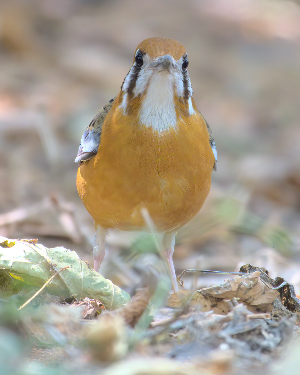 Orange-headed Thrush - ML622155933