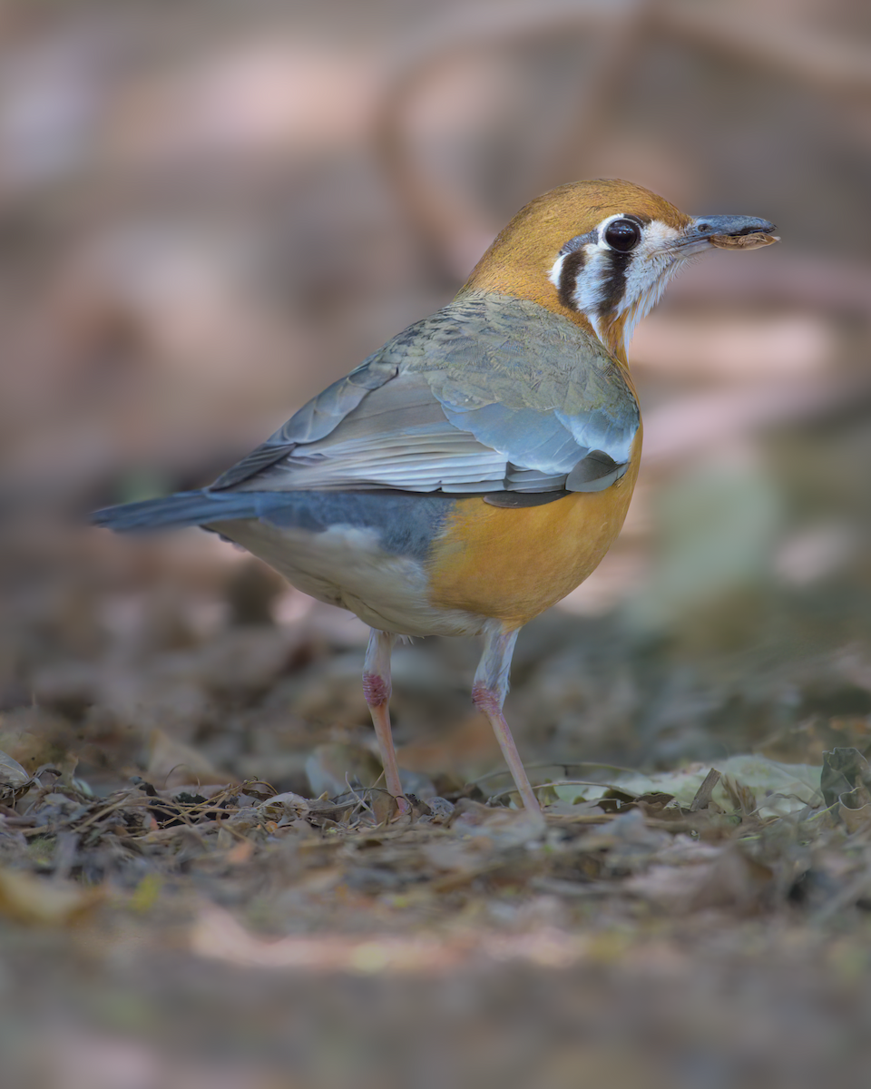 Orange-headed Thrush - ML622155934