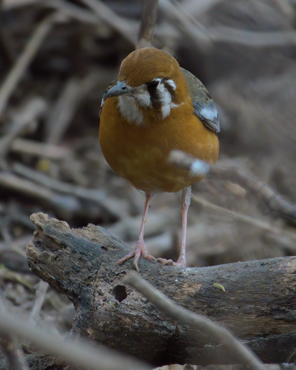 Orange-headed Thrush - ML622155935