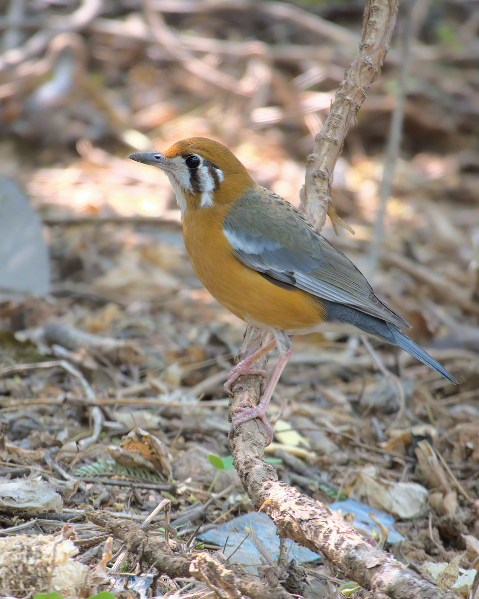 Orange-headed Thrush - ML622155937