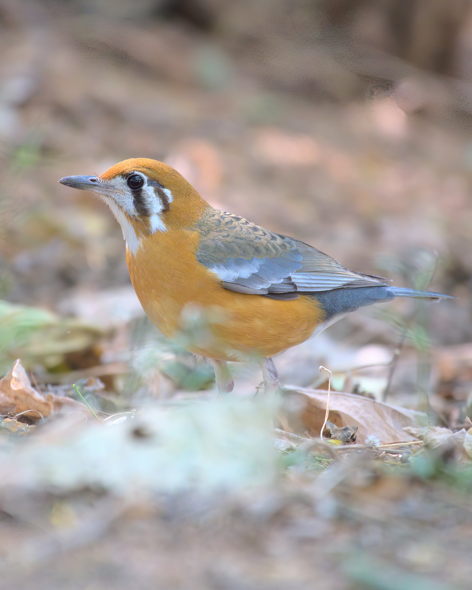 Orange-headed Thrush - ML622155939