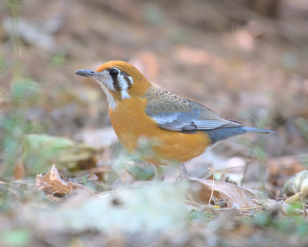 Orange-headed Thrush - ML622155940