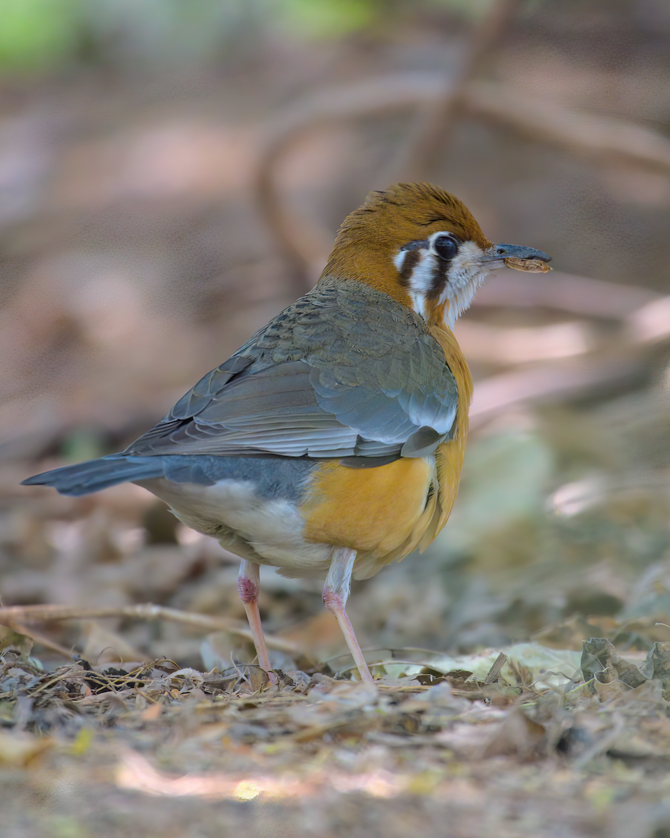 Orange-headed Thrush - ML622155941