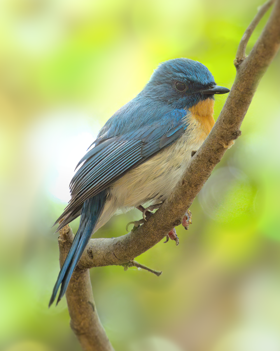 Tickell's Blue Flycatcher - ML622155942