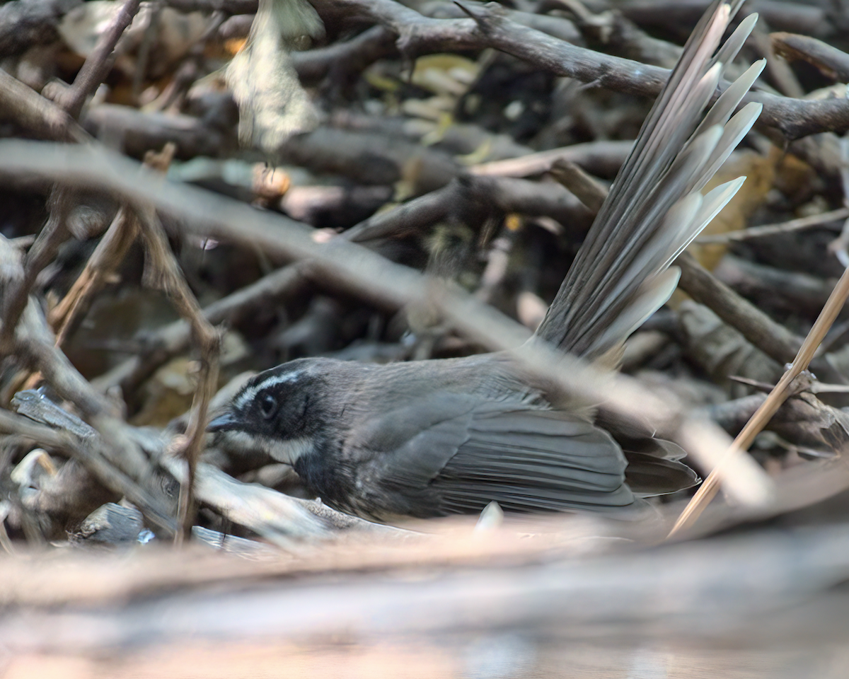 Spot-breasted Fantail - ML622155950