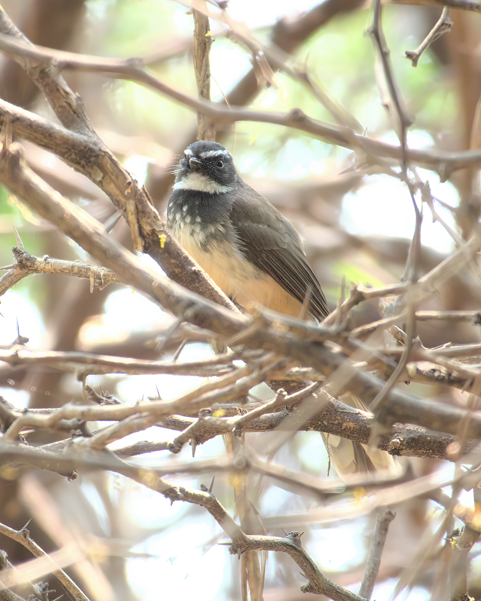 Spot-breasted Fantail - ML622155951