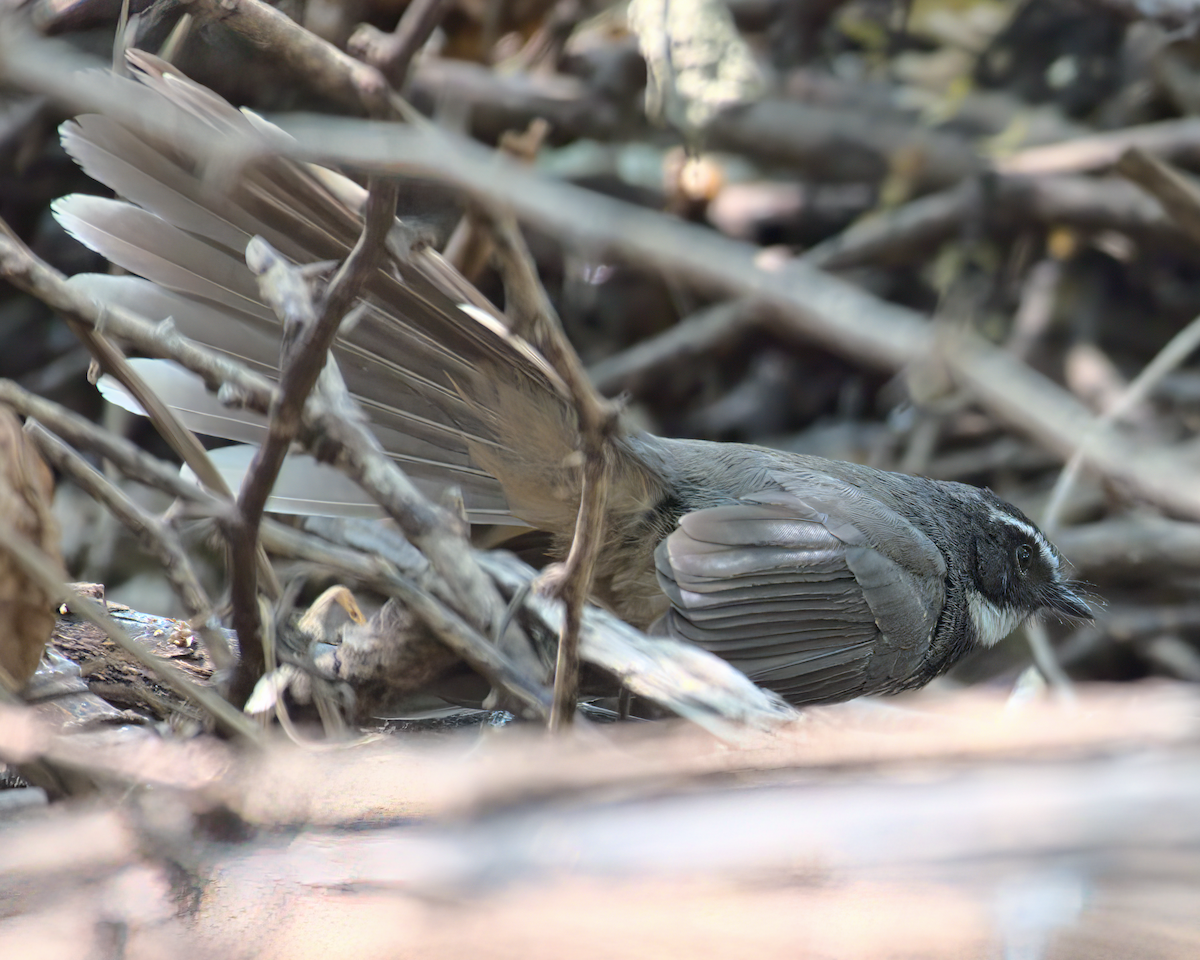 Spot-breasted Fantail - ML622155952