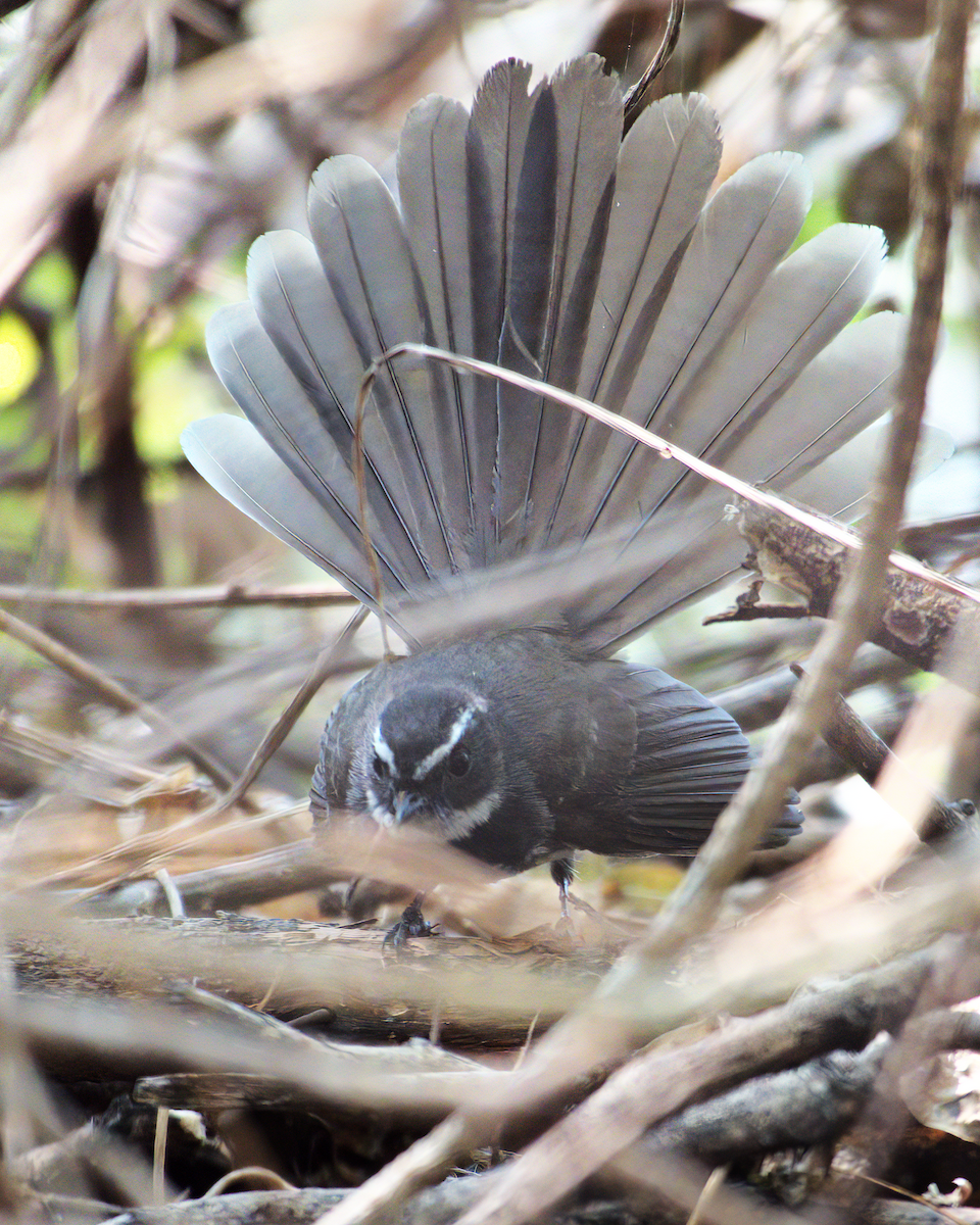Spot-breasted Fantail - ML622155953