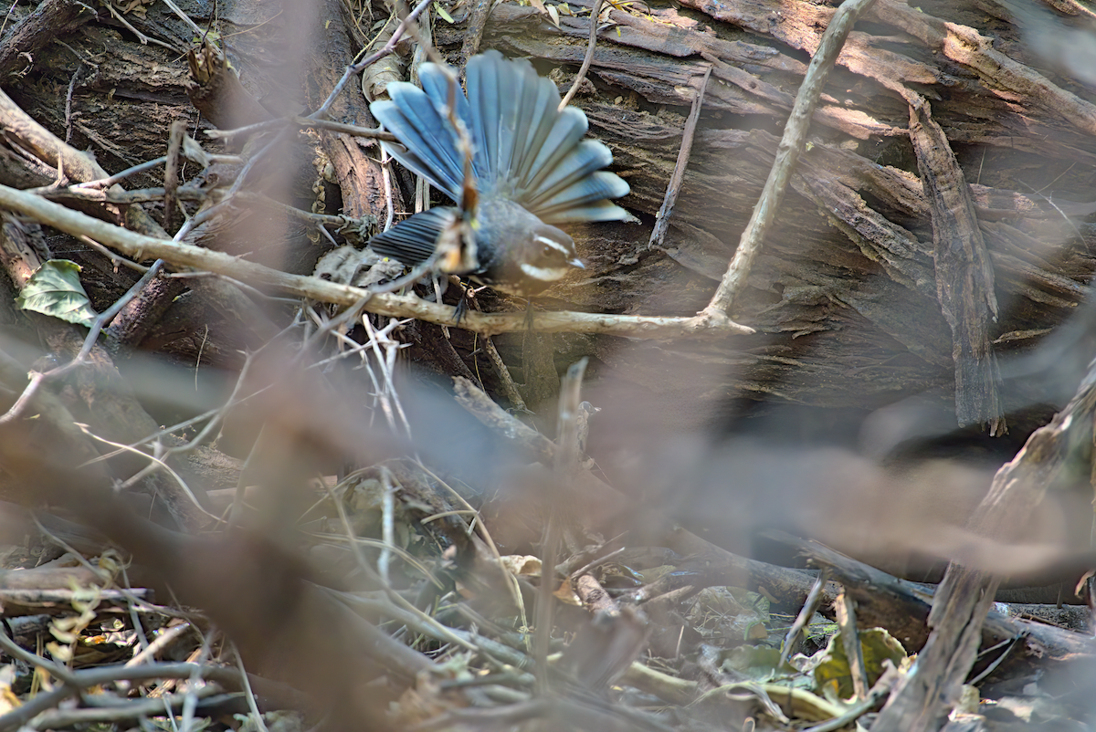 Spot-breasted Fantail - ML622155954