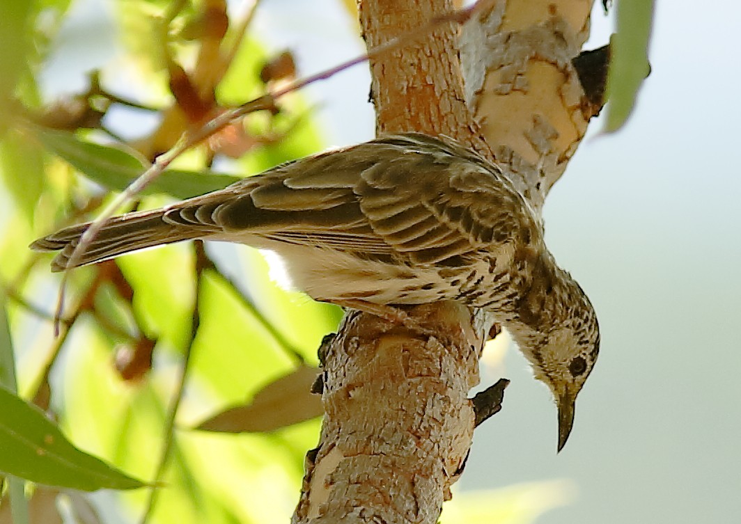 Bar-breasted Honeyeater - ML622155956