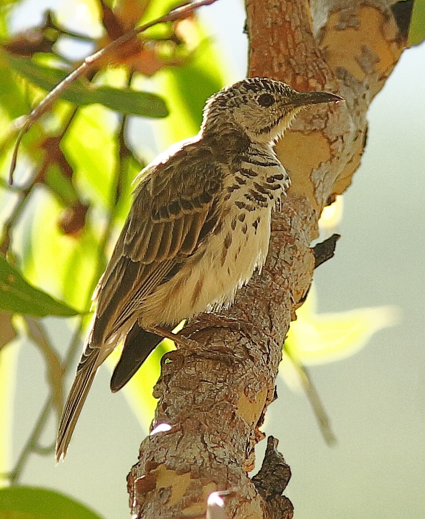 Bar-breasted Honeyeater - ML622155957