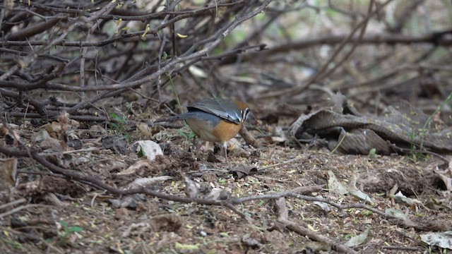 Orange-headed Thrush - ML622155973