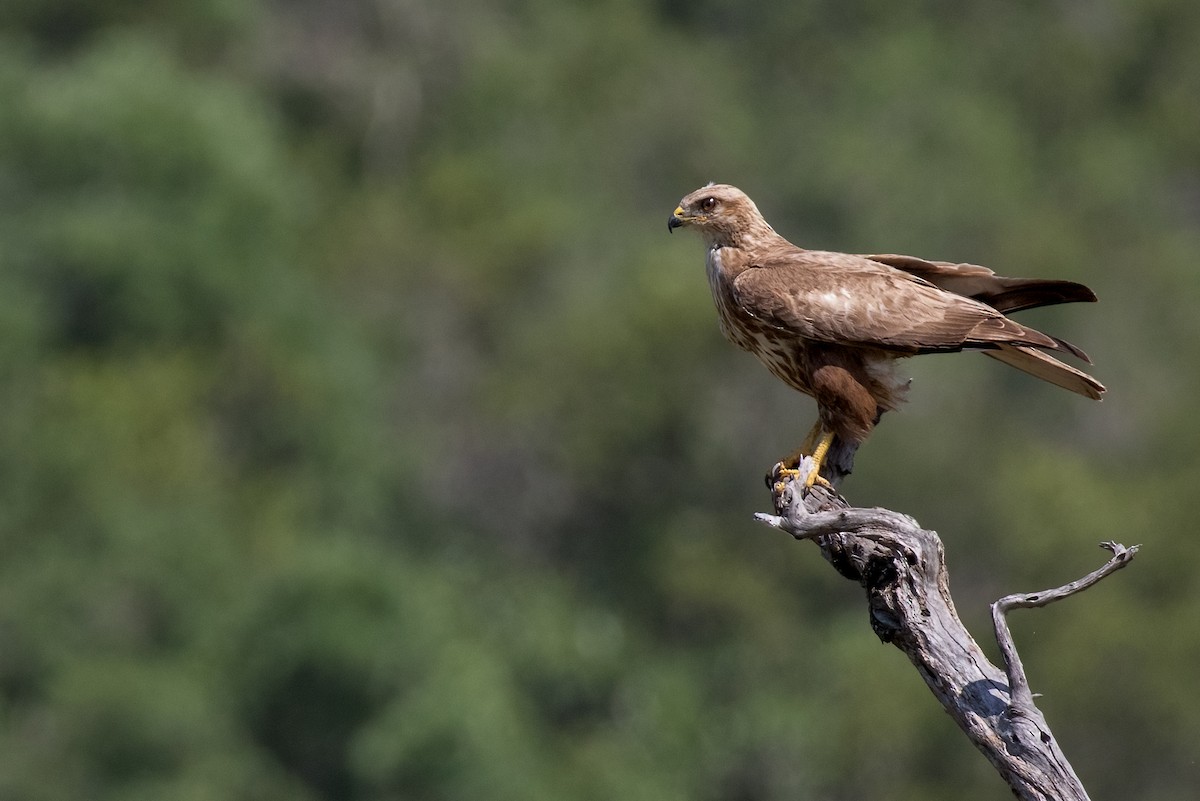 Forest Buzzard - ML622155990