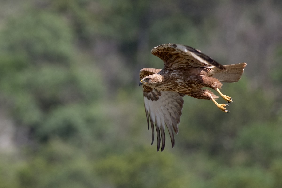 Forest Buzzard - ML622155991