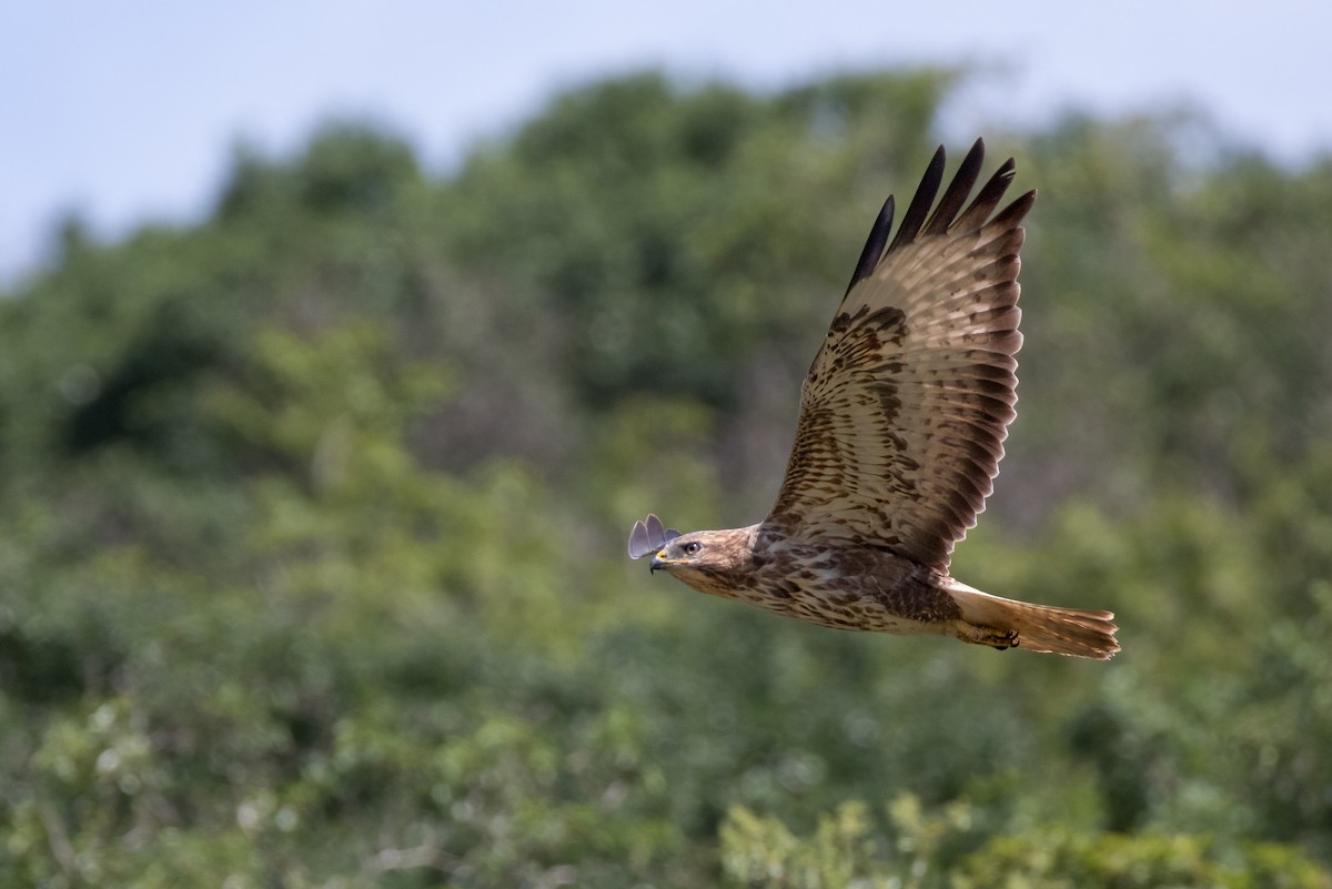 Forest Buzzard - ML622155992