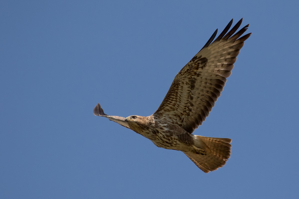 Forest Buzzard - ML622155993