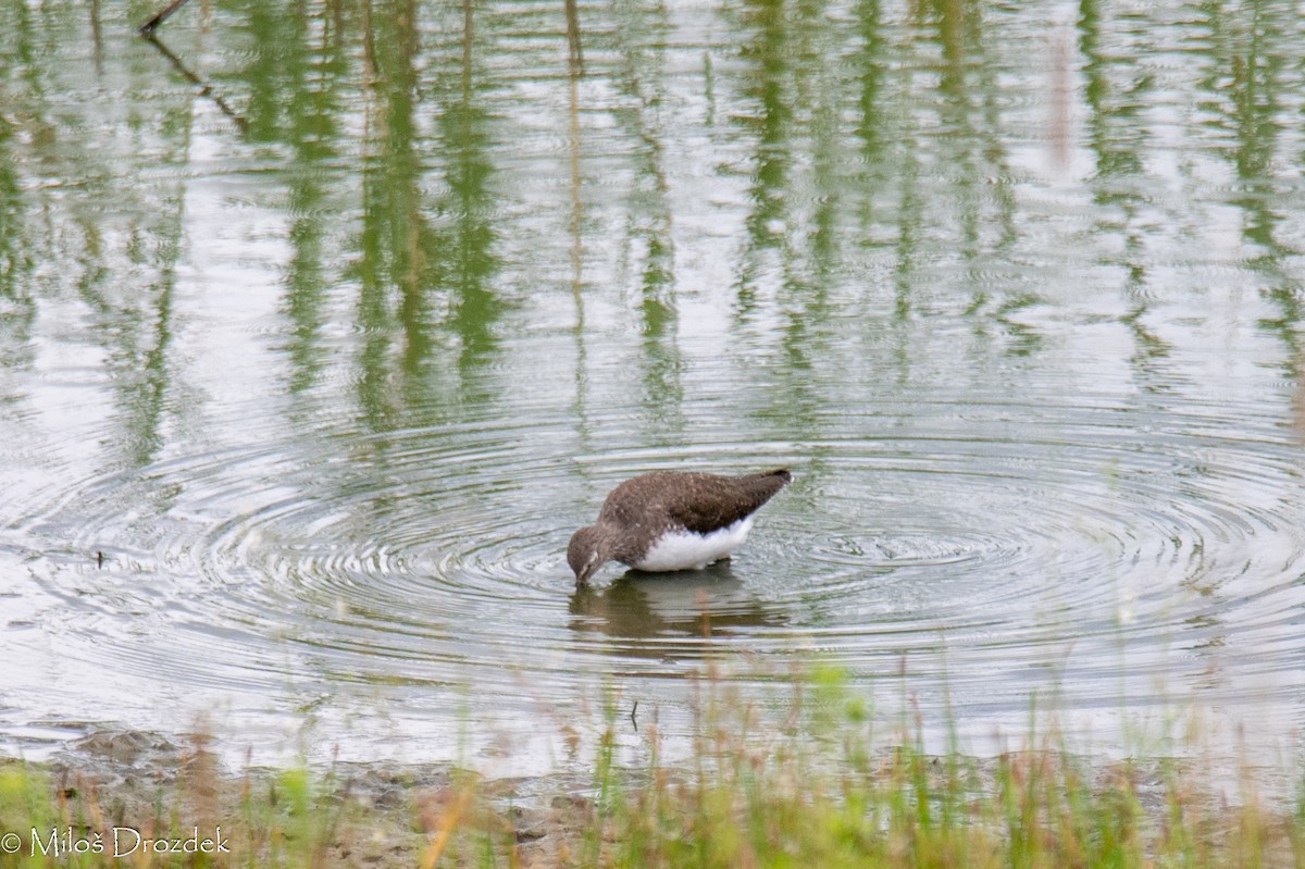 Green Sandpiper - ML622156001