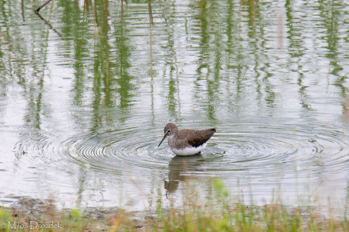 Green Sandpiper - ML622156002