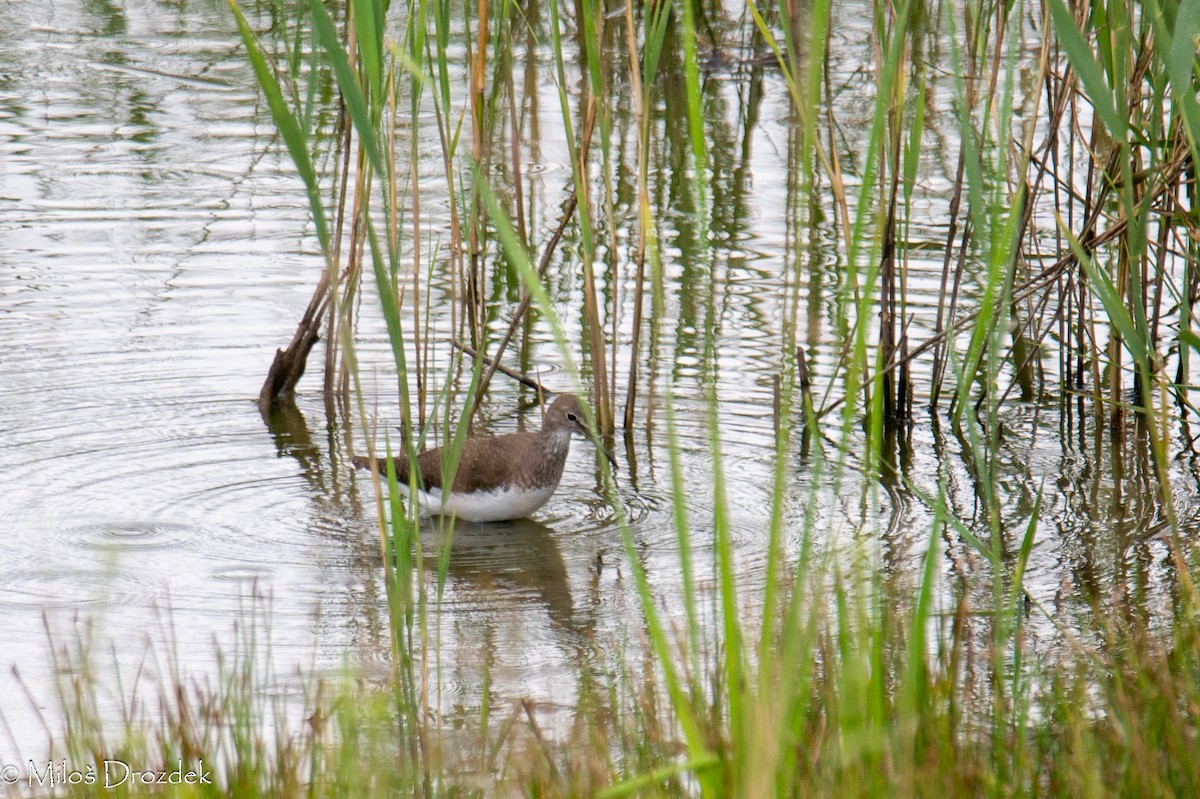 Green Sandpiper - ML622156003