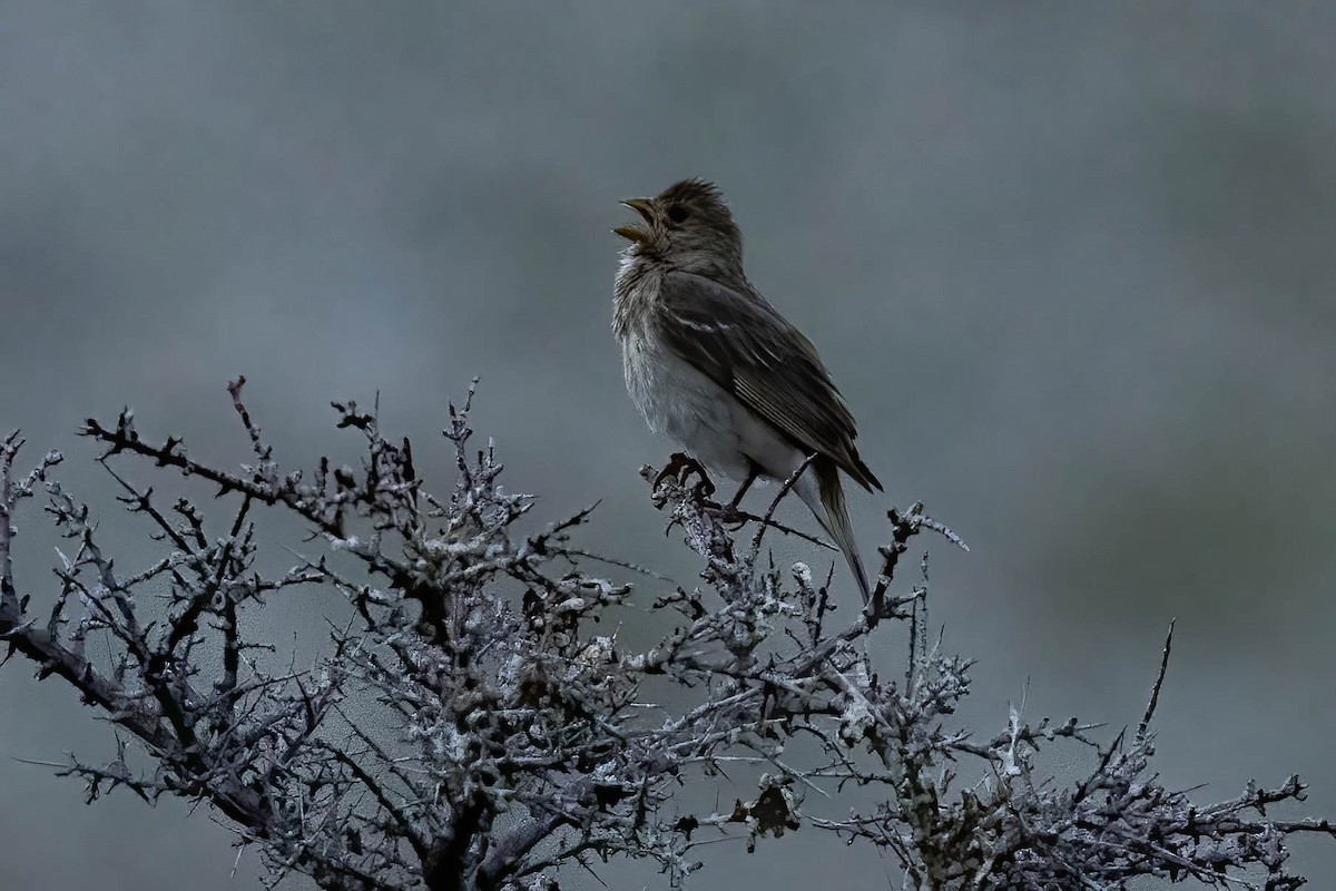 Common Rosefinch - ML622156021