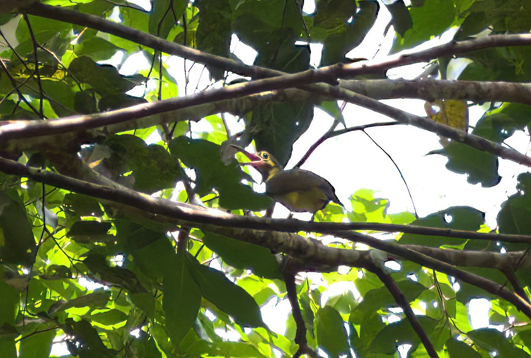 Spectacled Spiderhunter - ML622156043