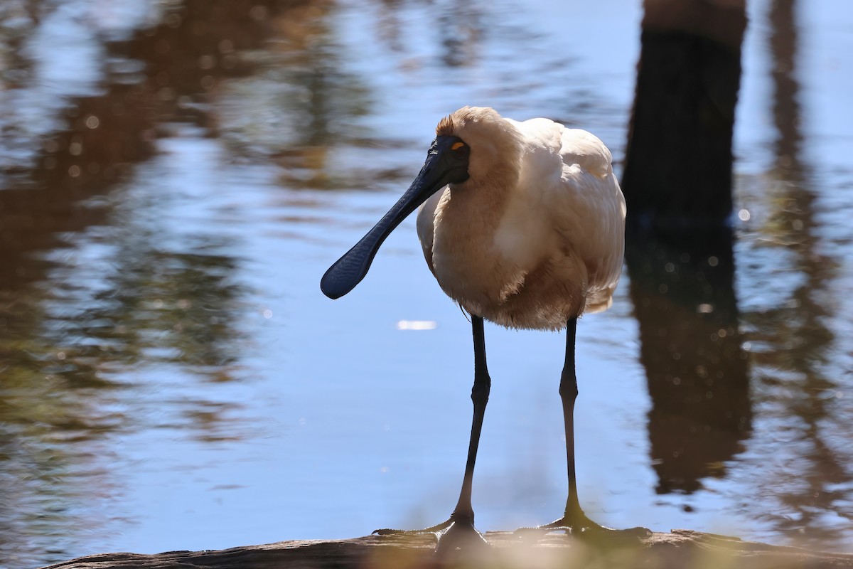 Royal Spoonbill - Dennis Devers