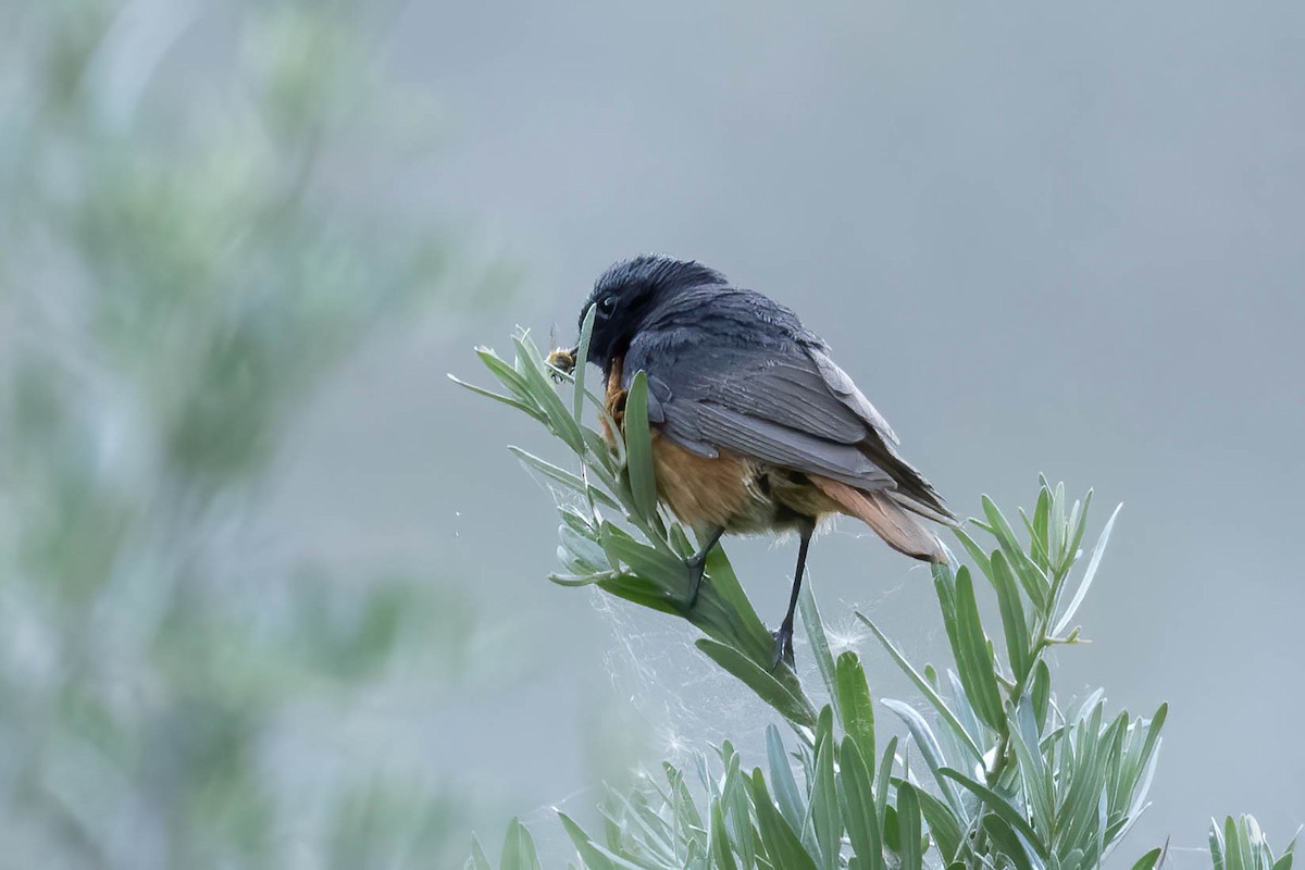 Black Redstart - ML622156066