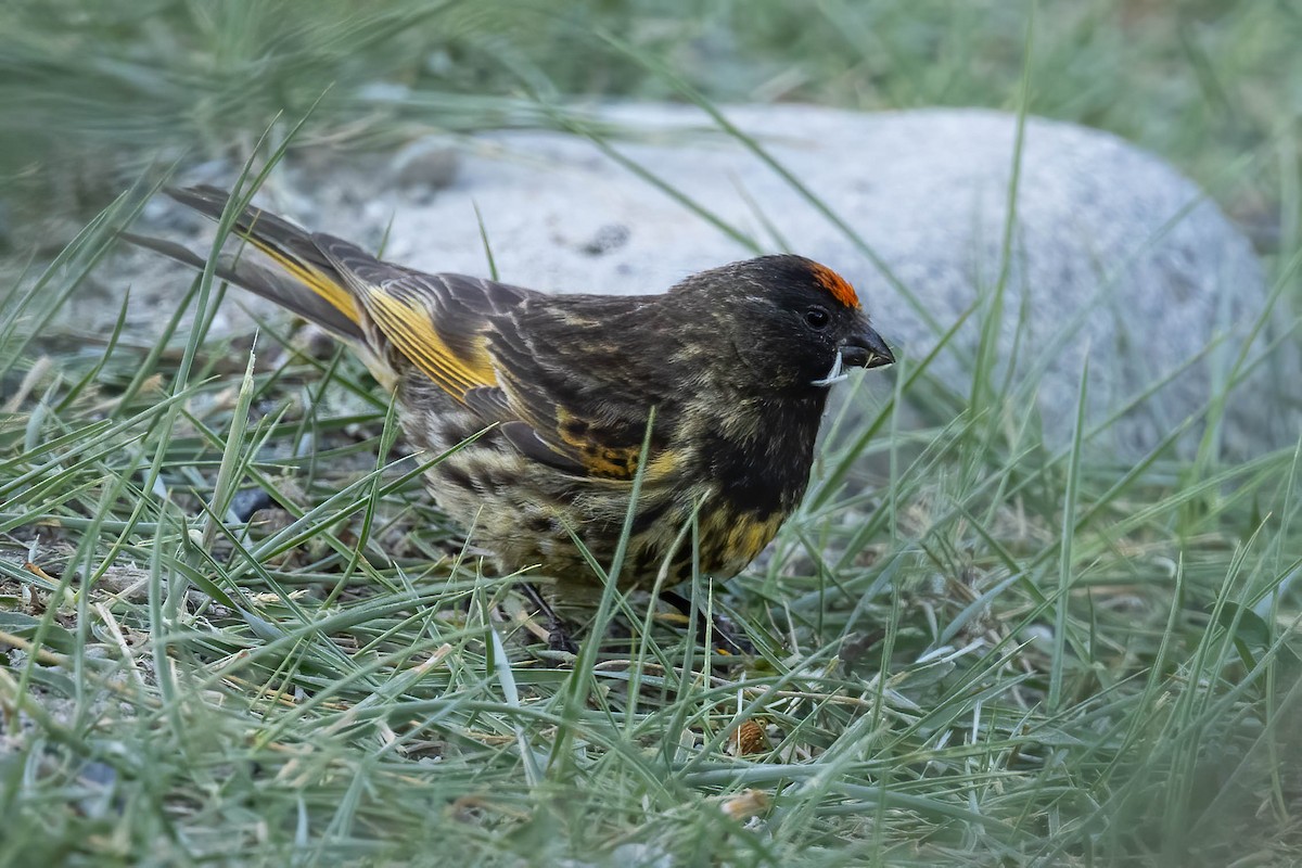 Fire-fronted Serin - ML622156097