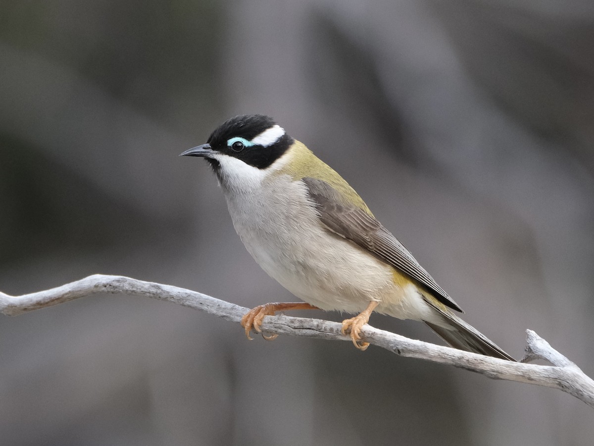 Black-chinned Honeyeater (Black-chinned) - ML622156130