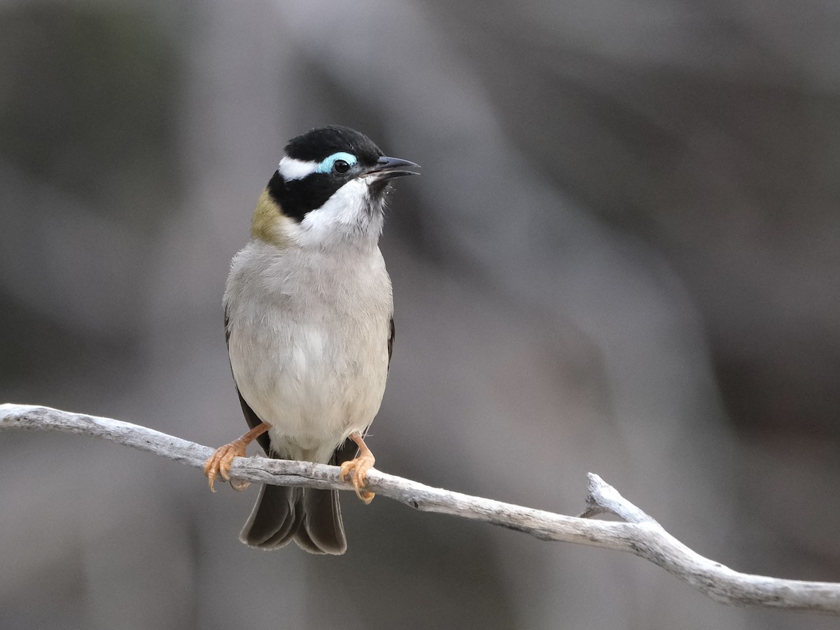 Black-chinned Honeyeater (Black-chinned) - ML622156131