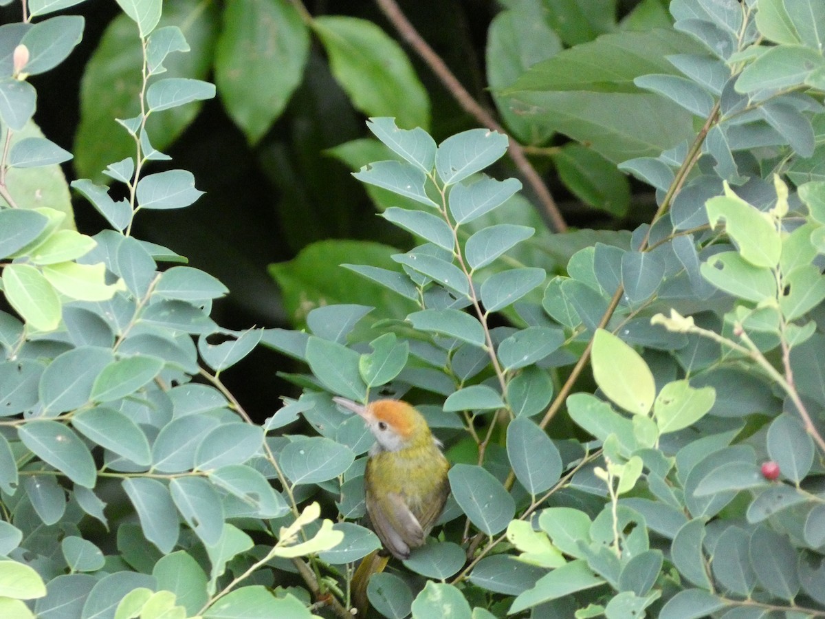 Common Tailorbird - ML622156146