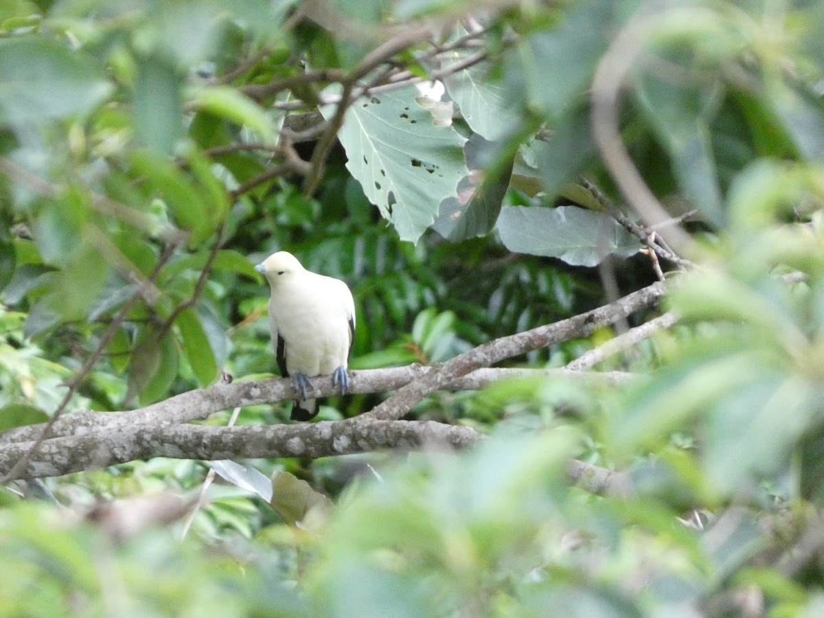 Pied Imperial-Pigeon - ML622156160