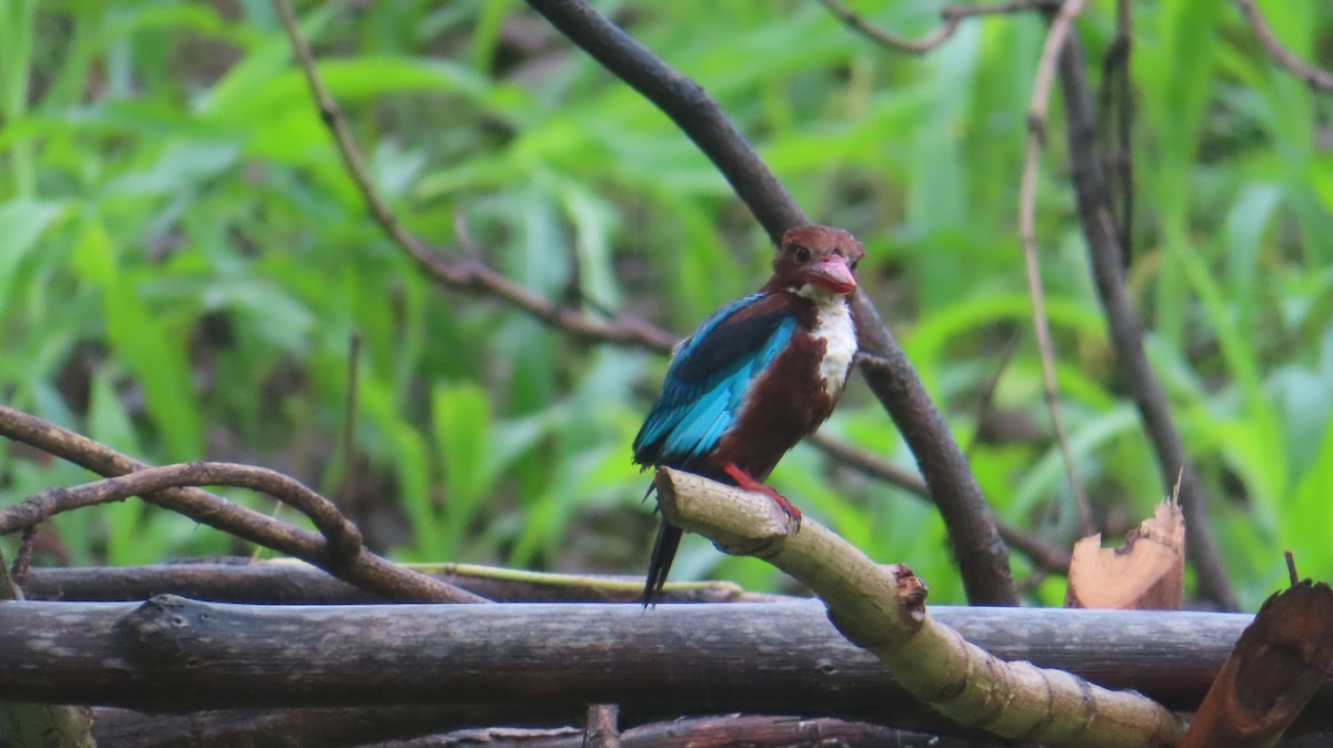 White-throated Kingfisher - ML622156162